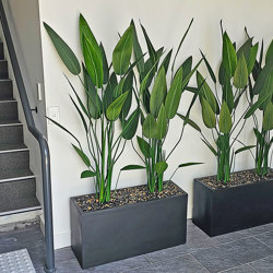 Trough Planters- with Bird-o-Paradise 1.5m tall   - artificial plants, flowers & trees - image 3