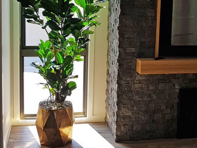 Large Fiddle-Leaf Ficus- bold shadow effects...