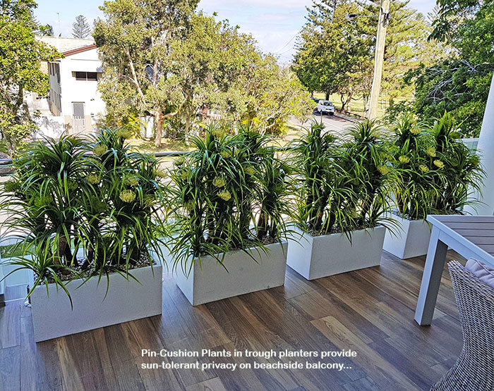Privacy planters screen balcony...