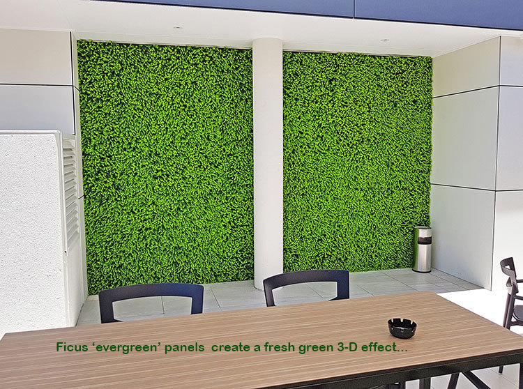 Ficus 'evergreen', a brighter alternative to boxwood hedging