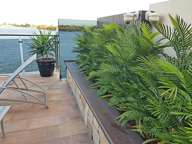 raised backyard planter with palms 