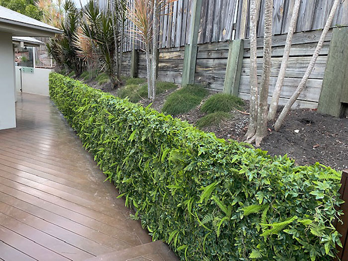 old retaining wall covered with ivy/fern panels