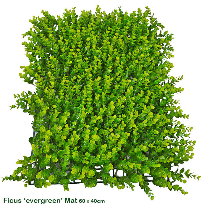 Wall-Panels Ficus 'evergreen'