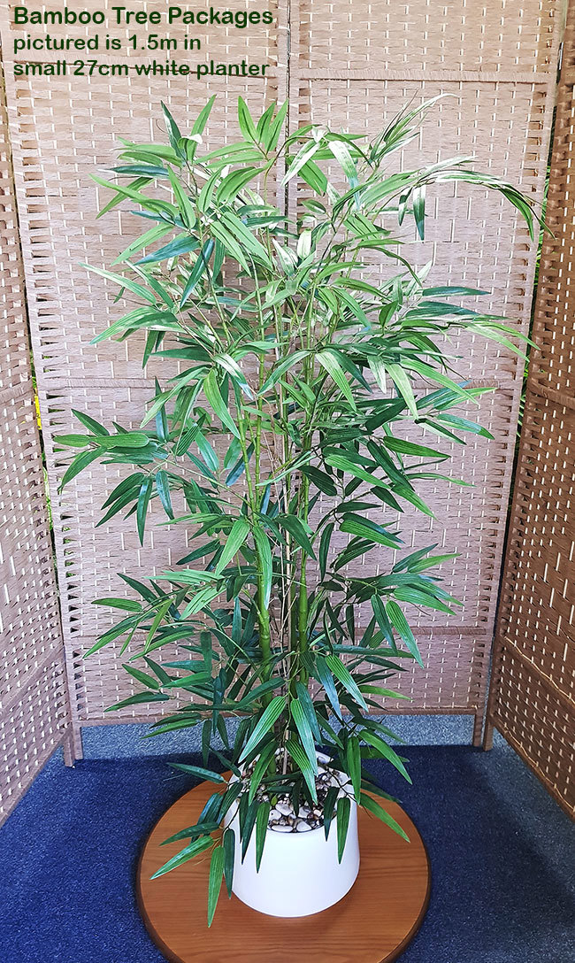 Packages- Bamboo 1.6m in planter
