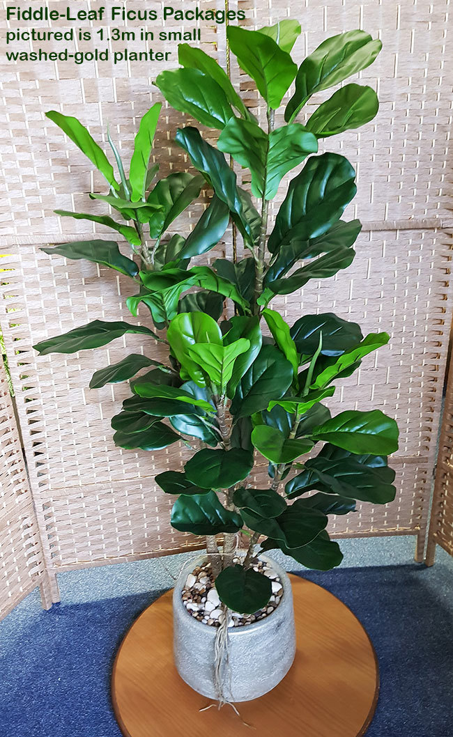 Packages- Fiddle-Leaf Ficus 1.3m in planter