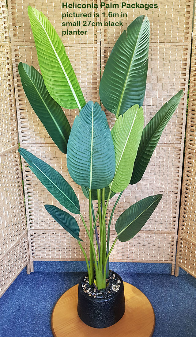 Packages- Heliconia Palm 1.6m in planter