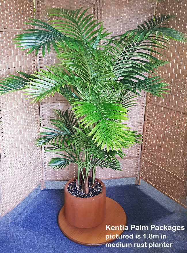 Packages- Kentia palm 1.8m in planter