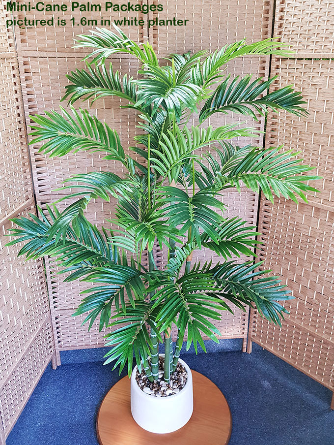 Packages- Mini-Cane Palms 1.6M