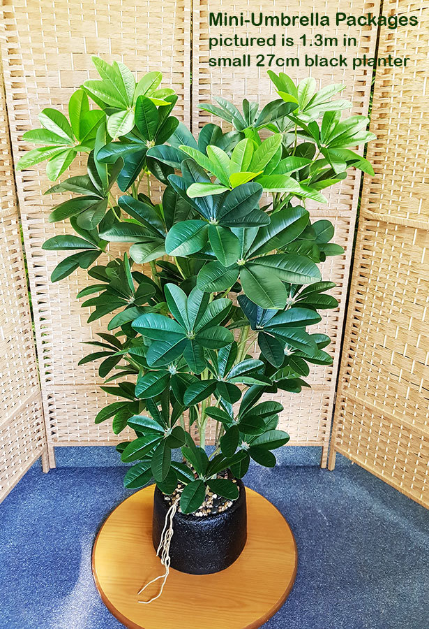 Packages- Mini-Umbrella 1.3m in planter