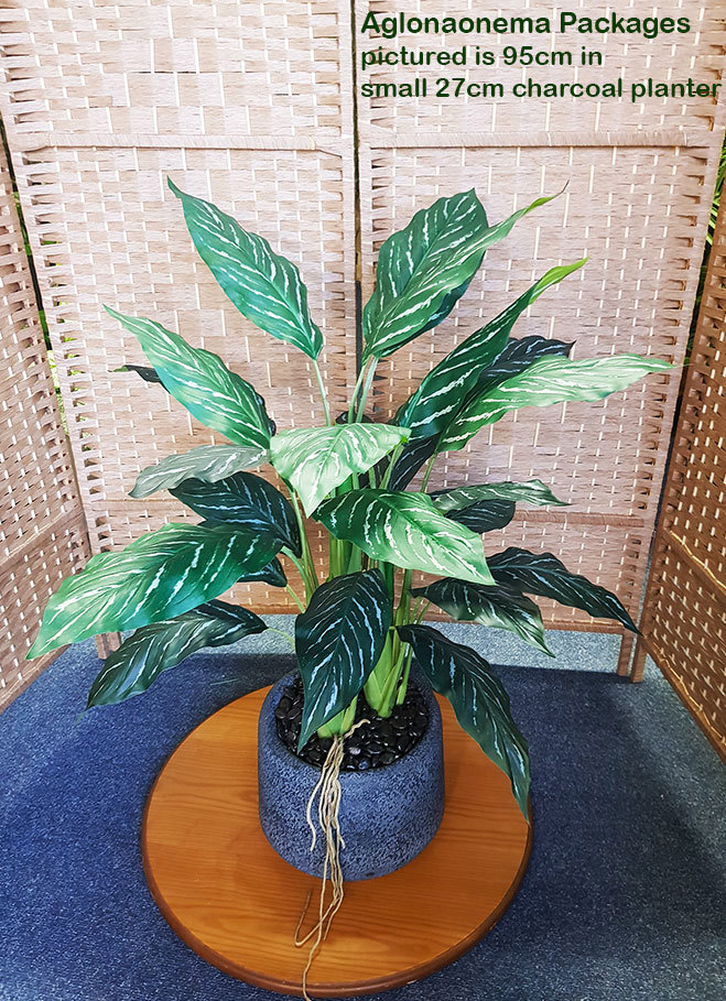 Packages- Aglaonema .95m in planter