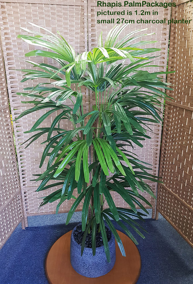Packages- Rhapis Palm 1.2m in planter
