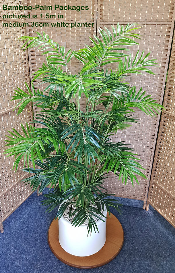 Packages- Bamboo-Palm 1.3m in planter