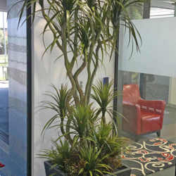 Dracaena- marginata 1.5m with 6 heads - artificial plants, flowers & trees - image 8