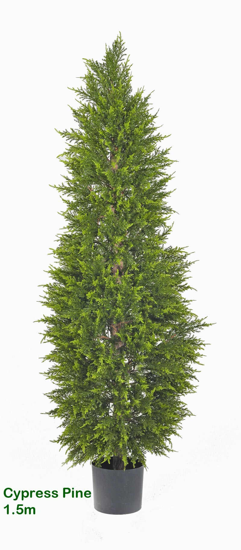 Cypress Pine [indoor] 1.5m