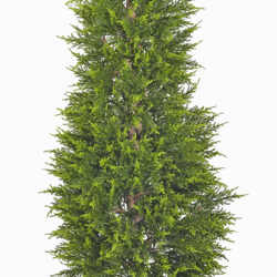 Cypress Pine [indoor] 1.8m - artificial plants, flowers & trees - image 7