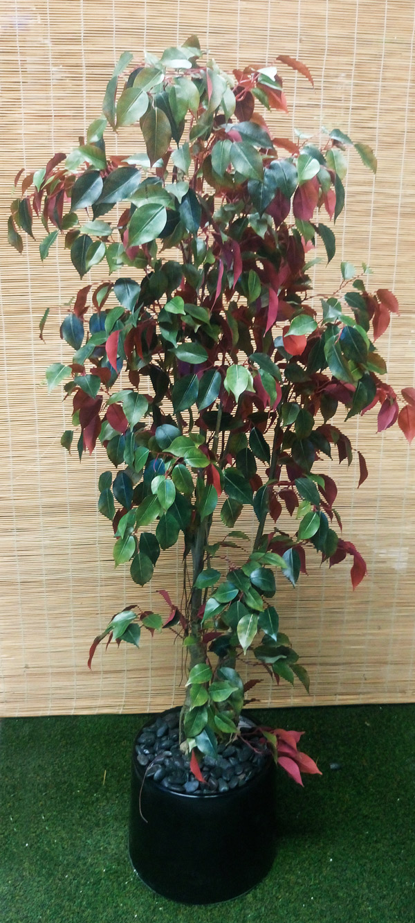 artificial red ficus, fake red ficus, artificial red fig, fake capensia