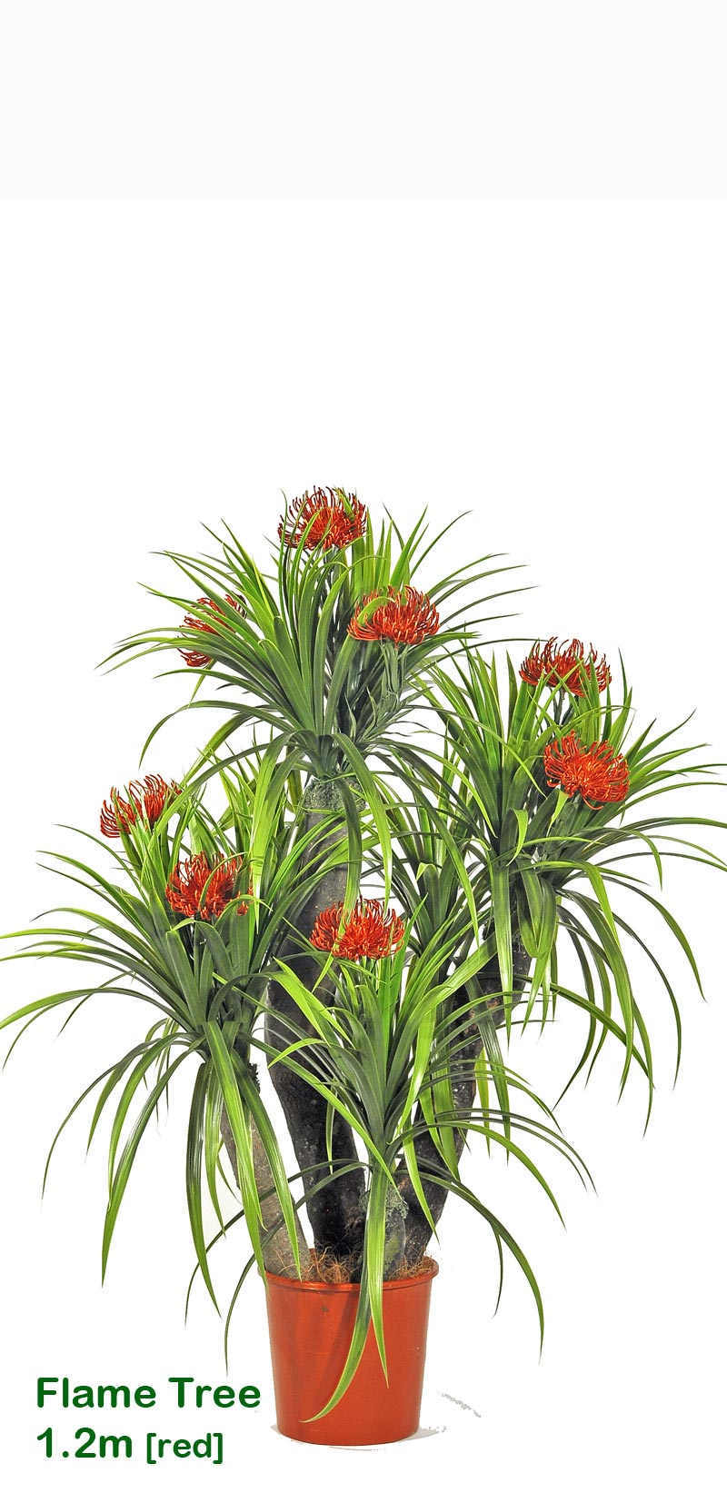 Flame Trees 1M