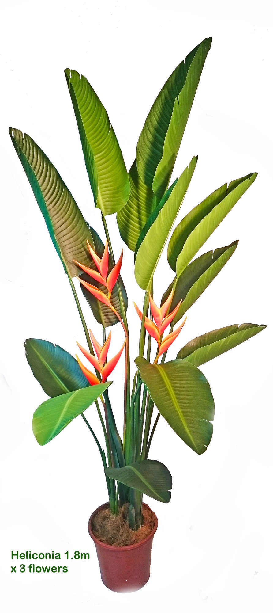 Heliconia Palms- Flowering 1.5m with 2 flowers
