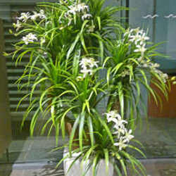 Orchid Trees 1.5m - artificial plants, flowers & trees - image 4