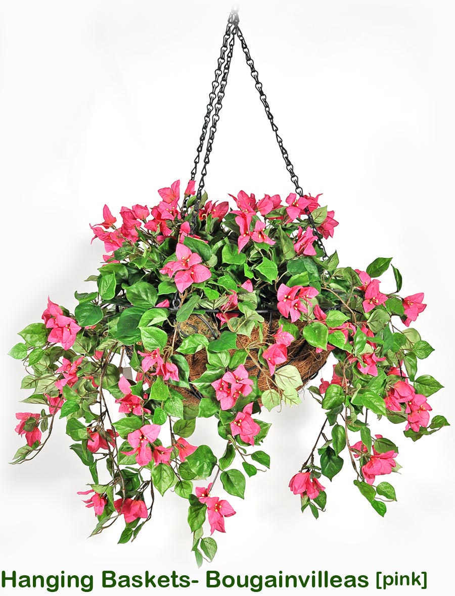 Hanging Baskets- bougainvilleas Medium