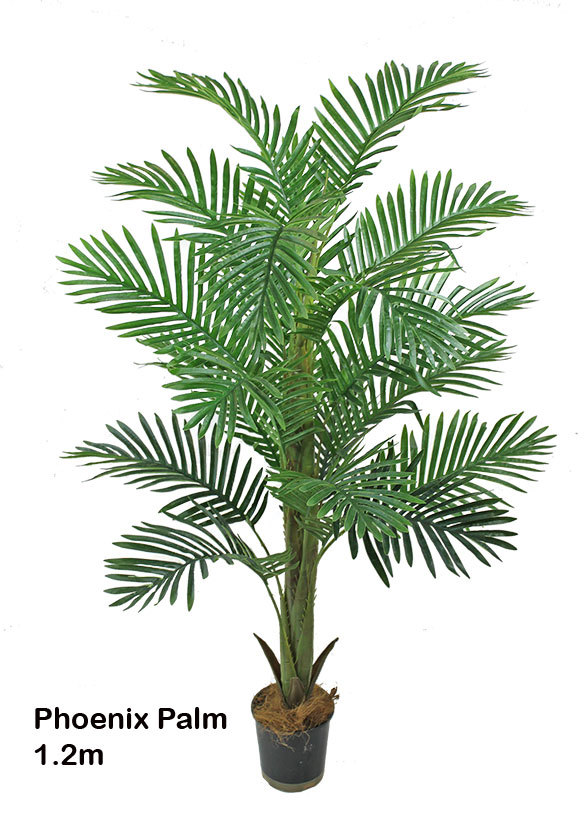 Phoenix Palm 1.2m