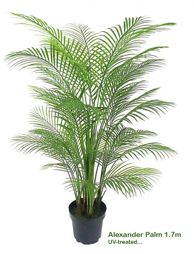 Alexander Palm 1.4m UV-treated