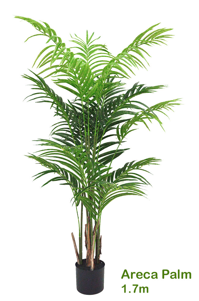 Areca Palm 1.4m