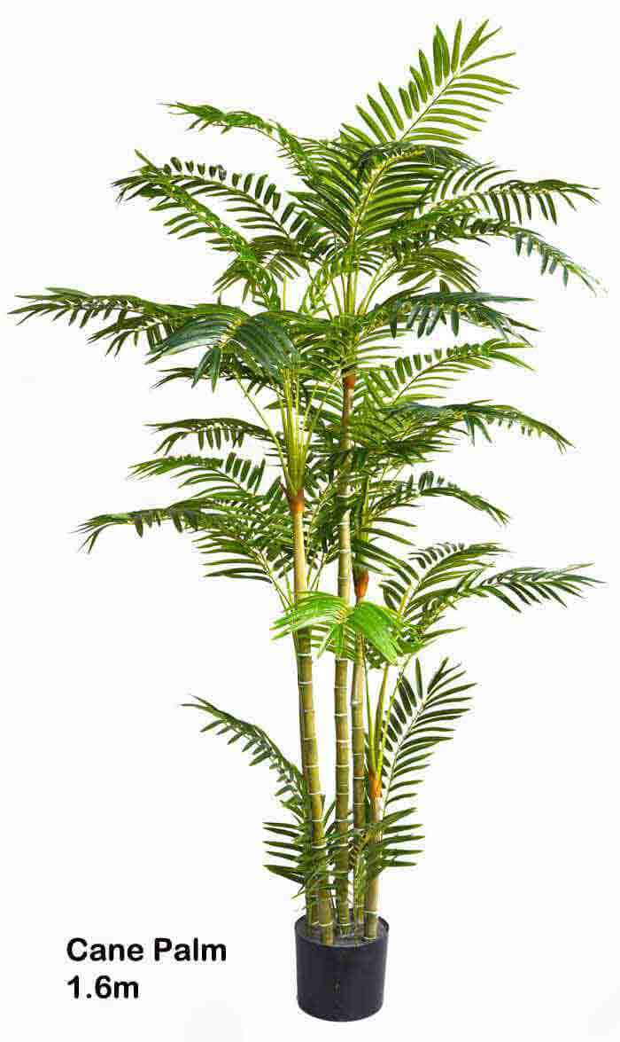 Madagasca Palm 1.6m