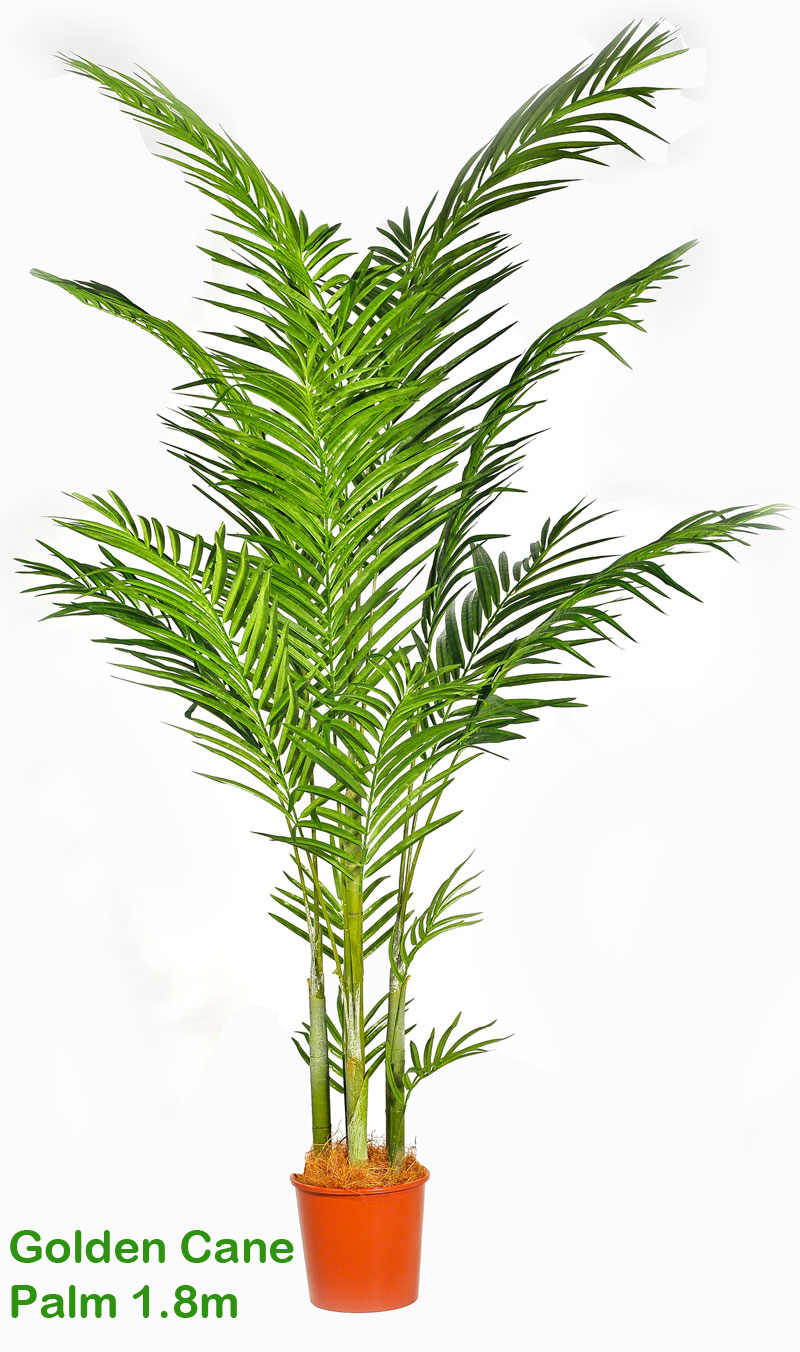 artificial golden cane palms, fake golden cane palms, artificial palms