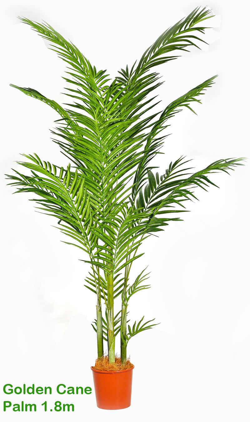 Golden Cane Palms 1.8m