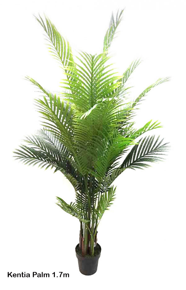 Kentia Palms 1.5m