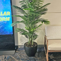 Kentia Palms 1.5m - artificial plants, flowers & trees - image 2
