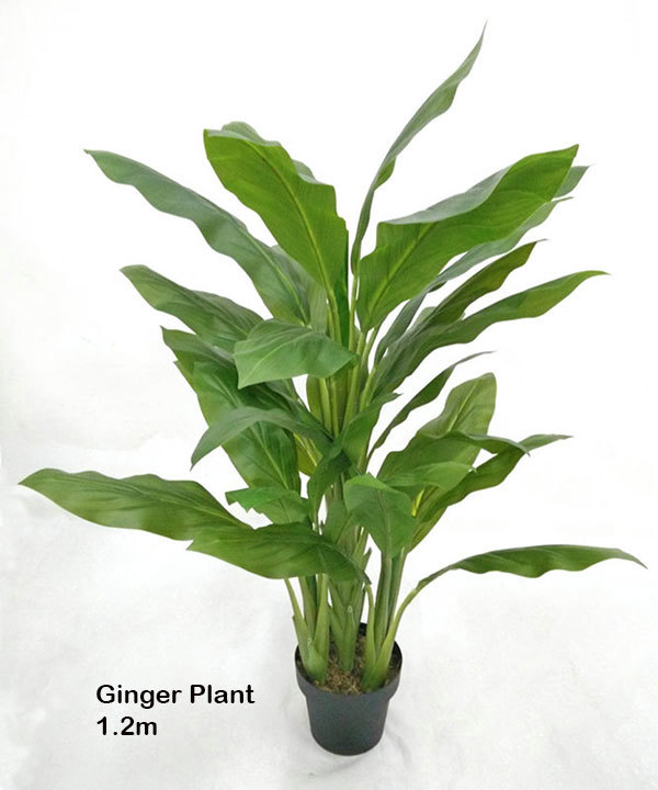 Ginger Plant 1.2m