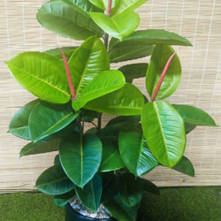 Rubber-Tree 1.1m sml - artificial plants, flowers & trees - image 2