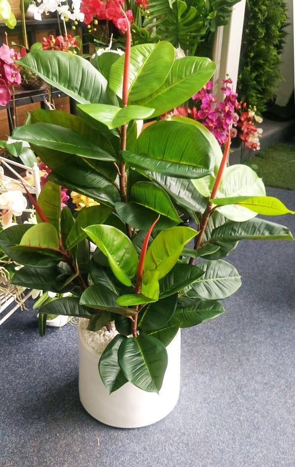 RubberTree