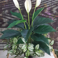 Madonna Lilly- 75cm x 3 flowers - artificial plants, flowers & trees - image 3