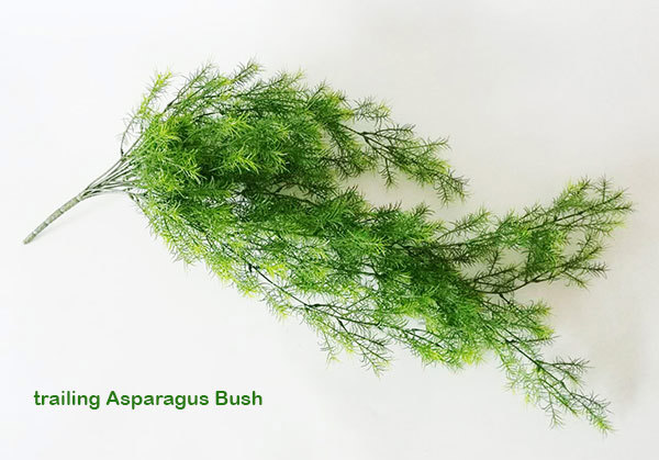 Asparagus Fern