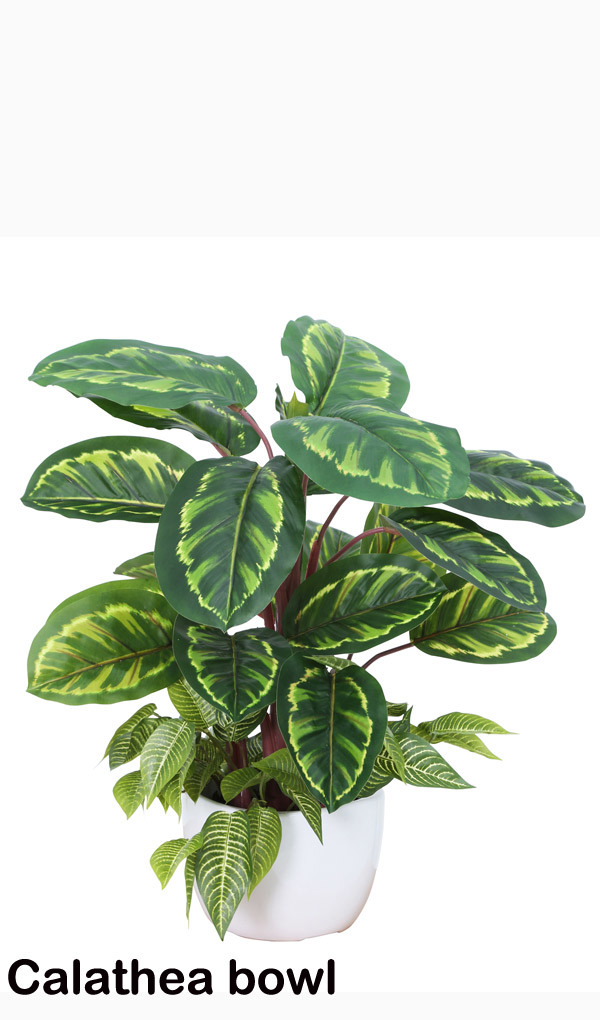 Greenery Bowls- Calatheas