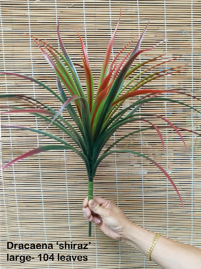 Dracaena- 'shiraz' Plant 84 leaves