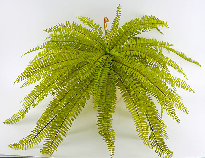 Ferns- Fish-bone unpotted [large]