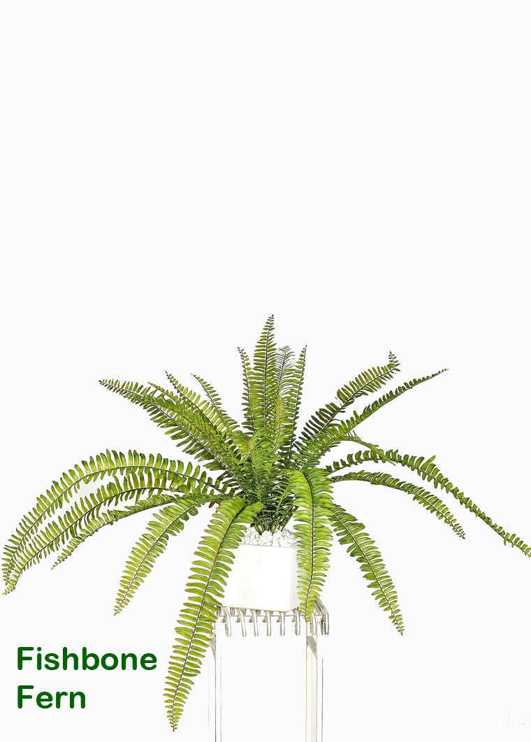 Ferns- Fish-bone in pot [large]