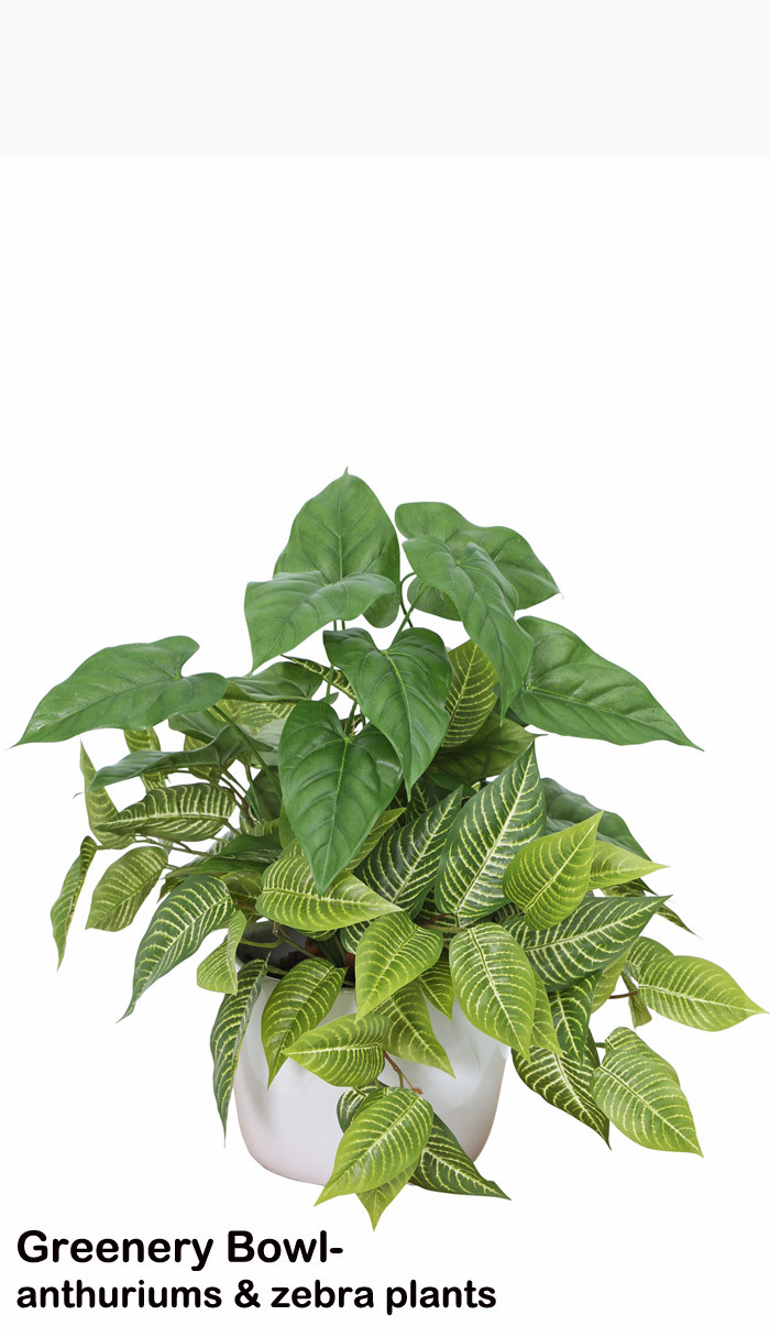 Greenery Bowls- Anthurium & Zebra mix