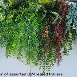 UV-Trailer: Asparagus Fern- variegated 70cm  - artificial plants, flowers & trees - image 8