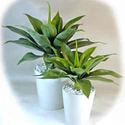 Agaves [unpotted] - Small (Test) - artificial plants, flowers & trees - image 2