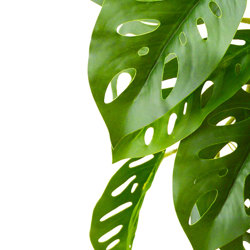 Swiss cheese Plant with roots  - artificial plants, flowers & trees - image 1