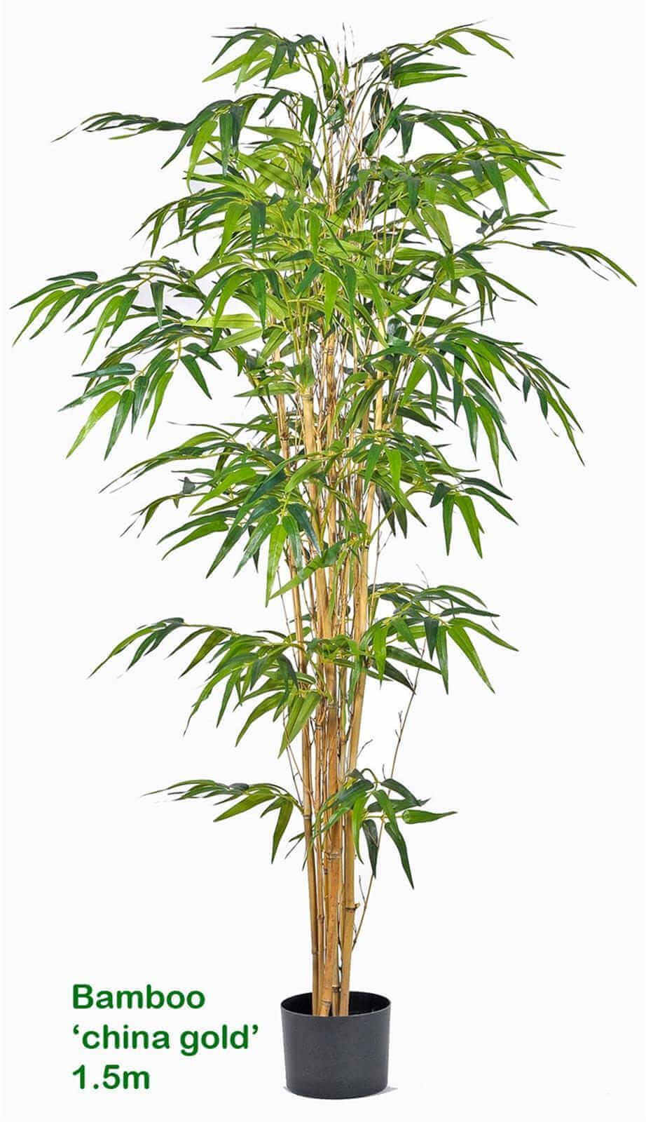 Bamboo 'china gold' 1.5m