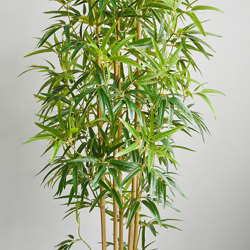 Bamboo 'thai gold' 1.8m - artificial plants, flowers & trees - image 1