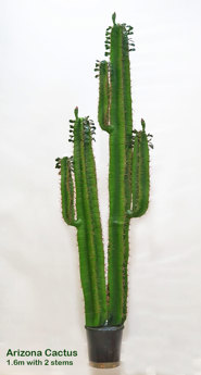 Cactii- Arizona Cactus 1.6m dbl-stem