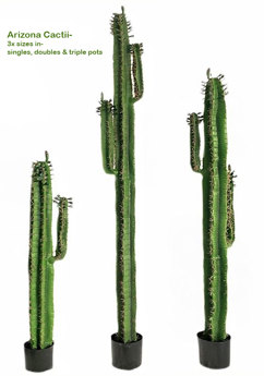 Cactii- Arizona Cactus 1.6m
