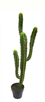Cactii- Candelebra Cactus 1.3m